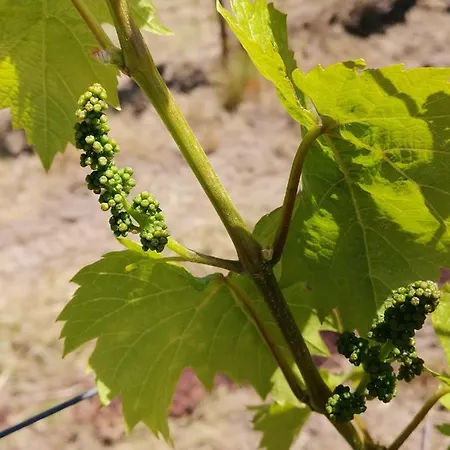 Im Dornroeschendorf Apartmán