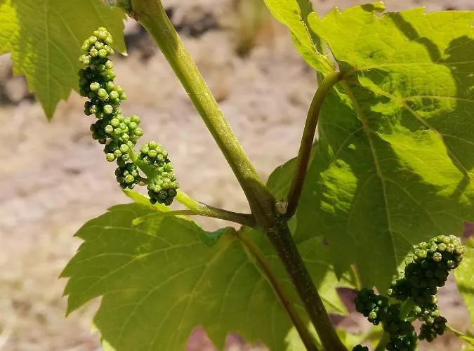 Im Dornroeschendorf 公寓